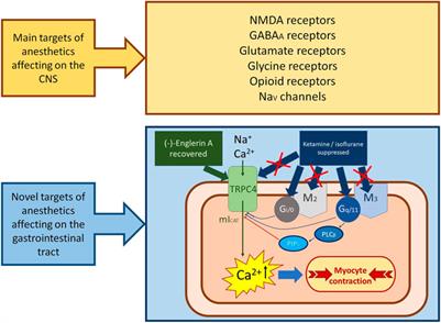 General anaesthesia-related complications of gut motility with a focus on cholinergic mechanisms, TRP channels and visceral pain
